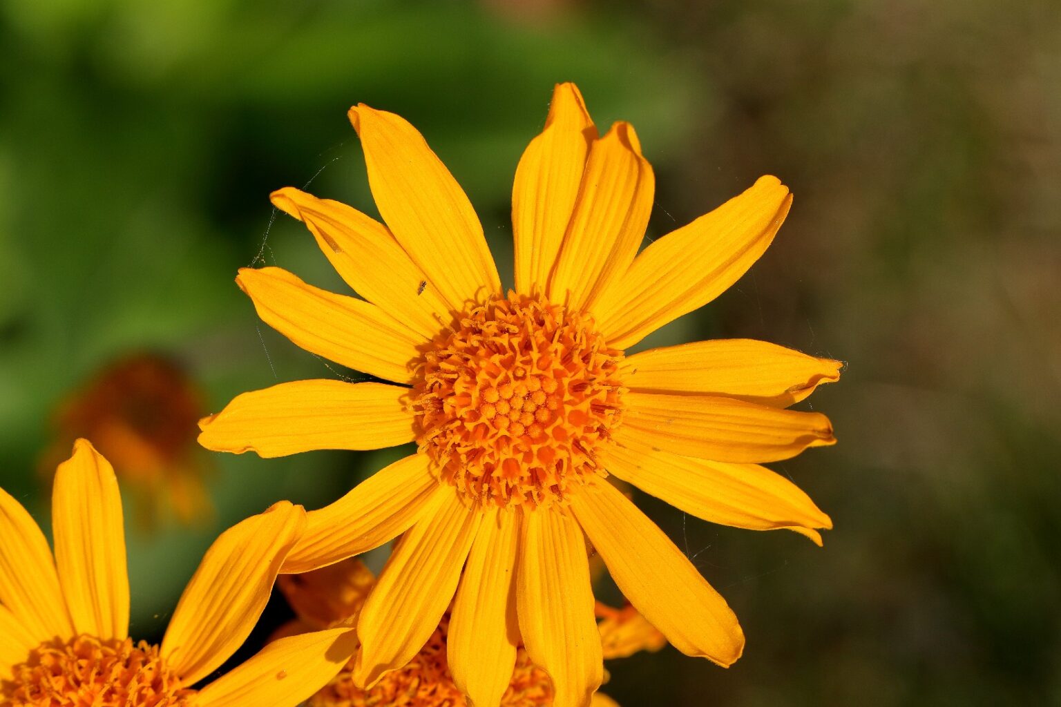Arnica montana