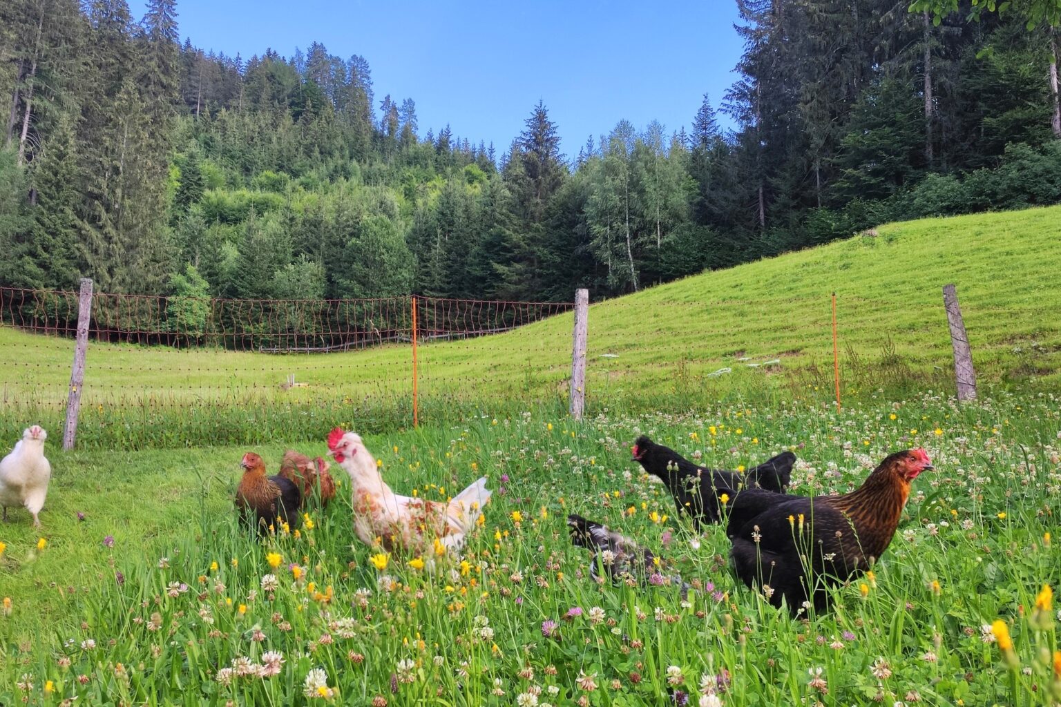 regionale-produkte.online, Hühner, Eier